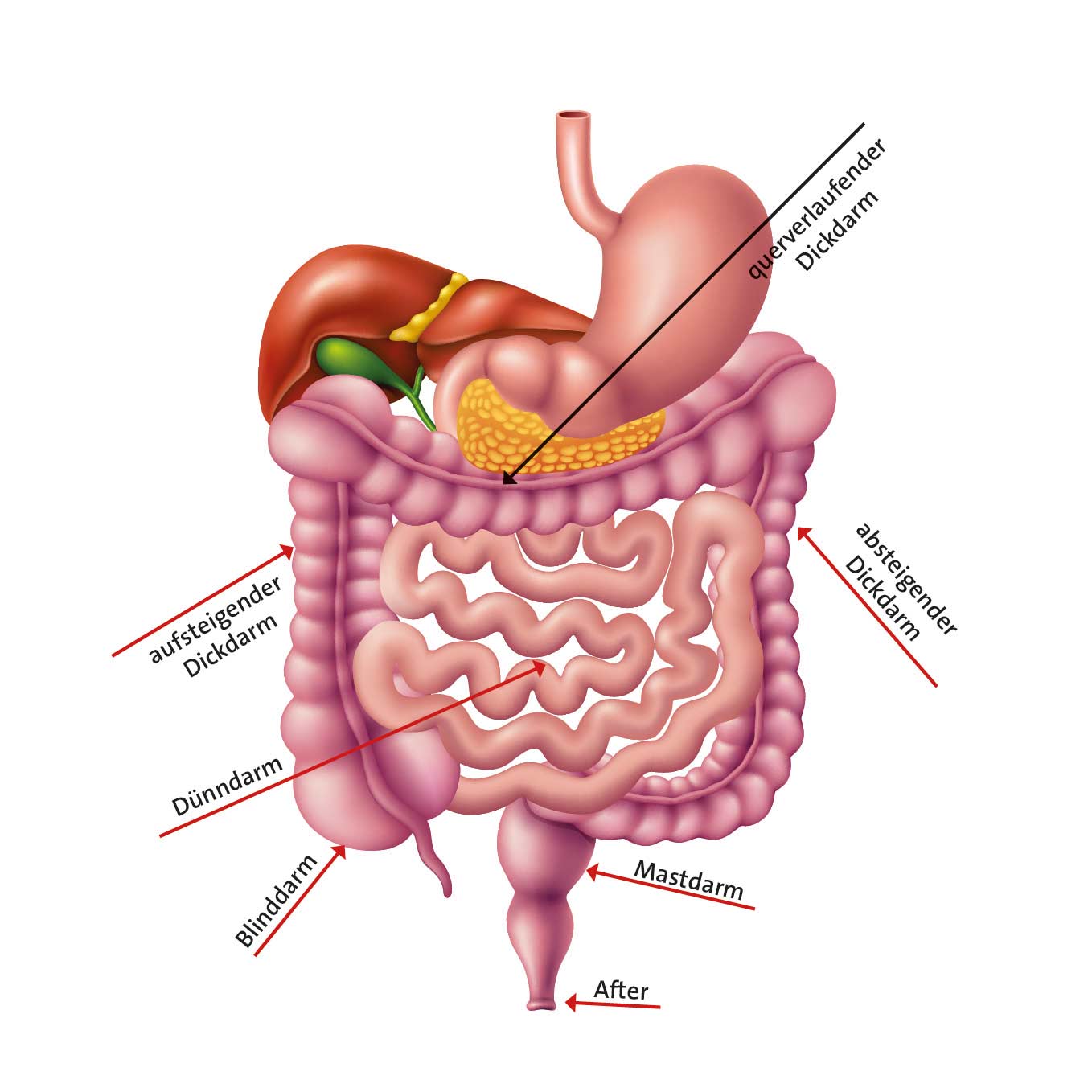 Diagnose Darmkrebs